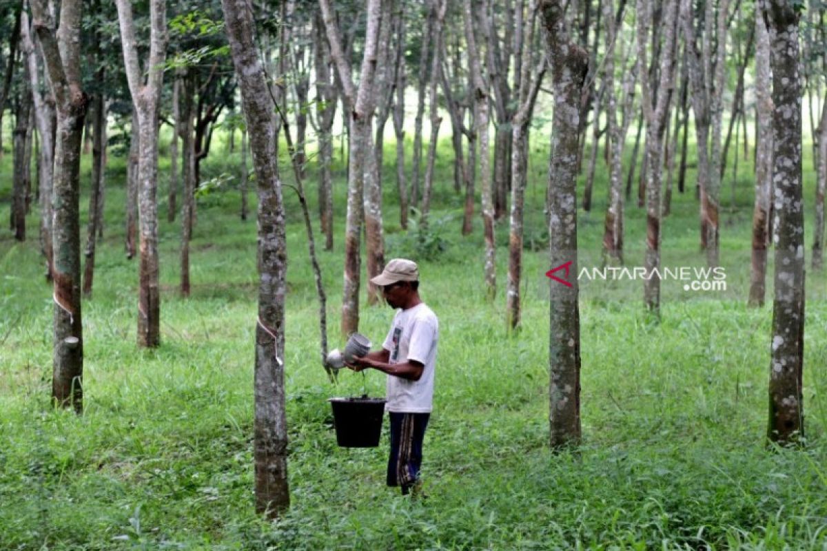Harga karet petani Aceh Barat fluktuatif
