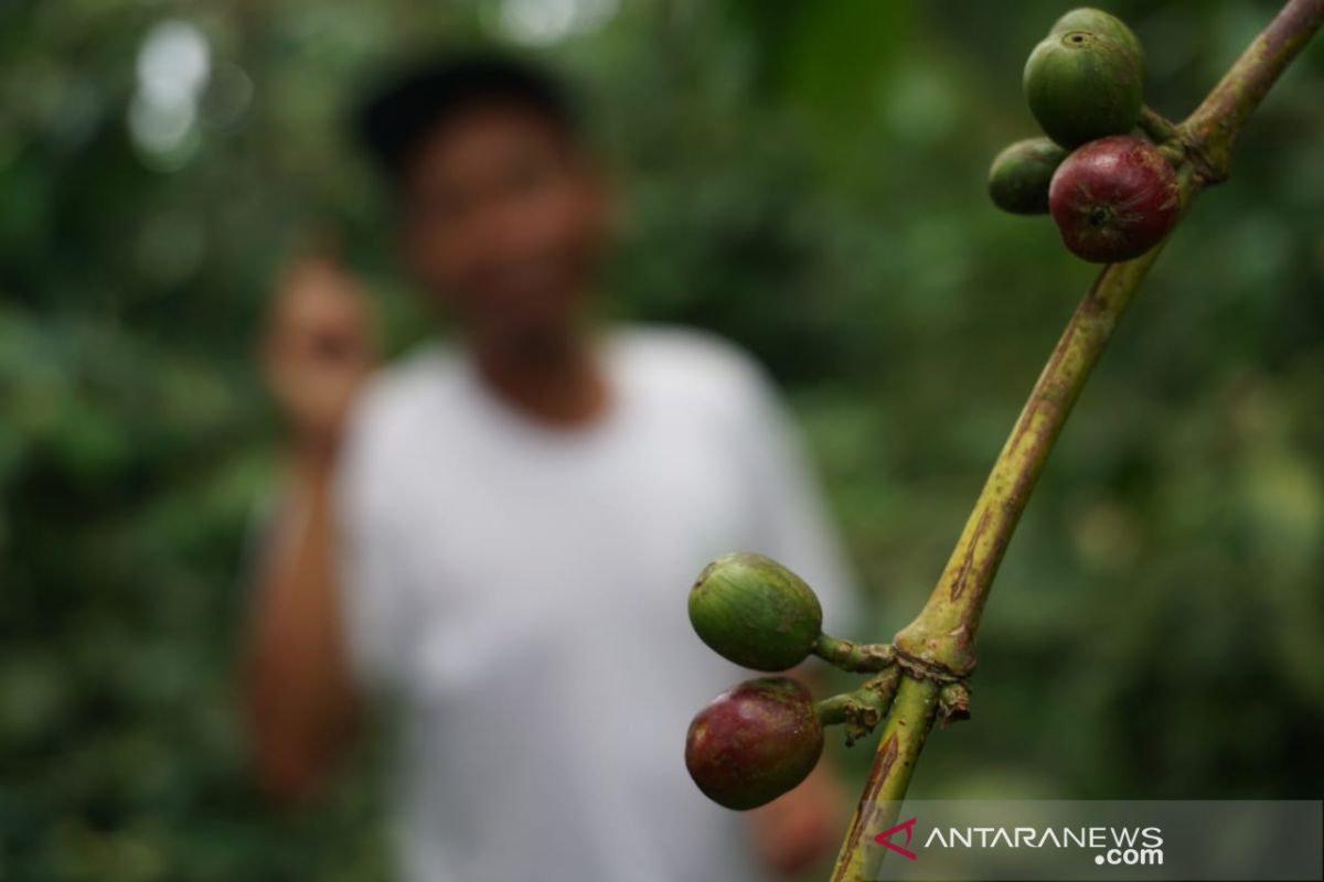 Kopi Arabika Sajang tanpa aroma berasa "aduhai"