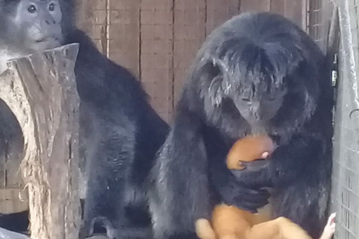 TSTJ sambut bayi lutung "Untung"