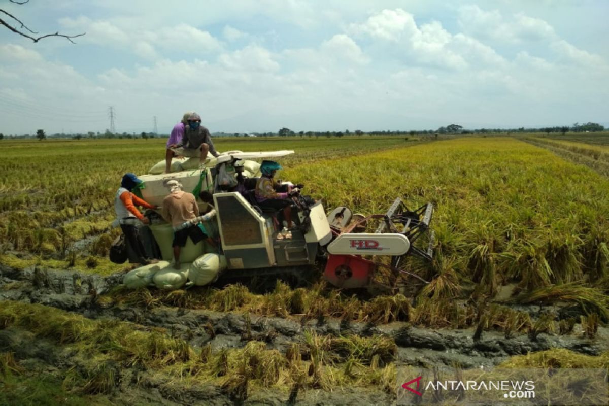 Harga gabah di Kudus anjlok