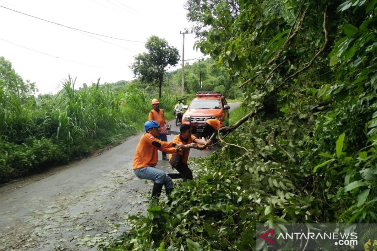 Angin Kencang Robohkan Pepohonan di Pamekasan