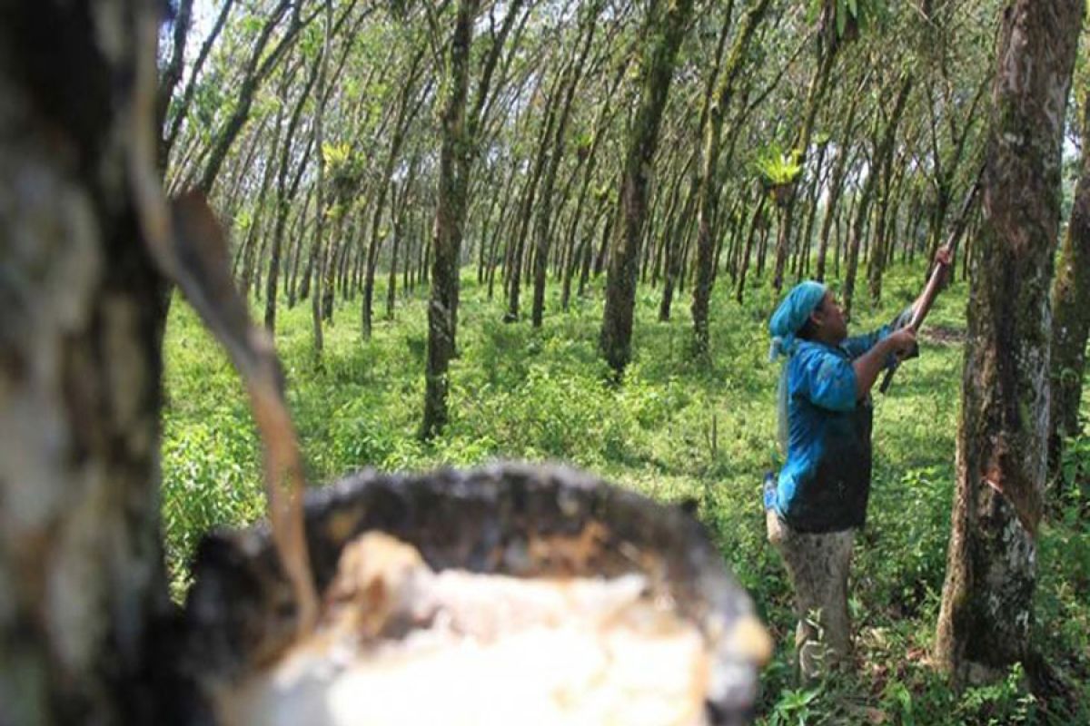 News Focus - Indonesia forges regional cooperation to stabilize rubber prices