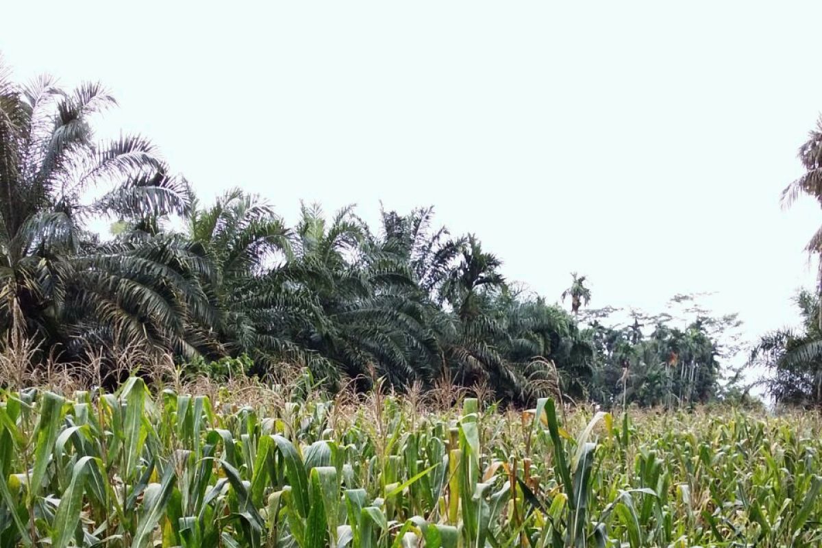 Pertanaman jagung Langkat ditargetkan 25.972 hektare