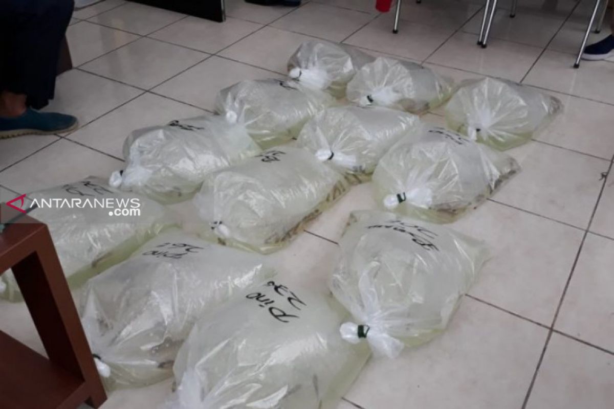 KKP gagalkan penyelundupan 295 ikan arwana ke Malaysia