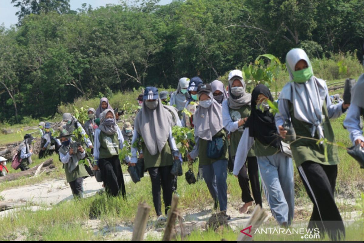 Mahasiswa UR akan tanam 1.000 Mangrove di Sungai Rawa Siak