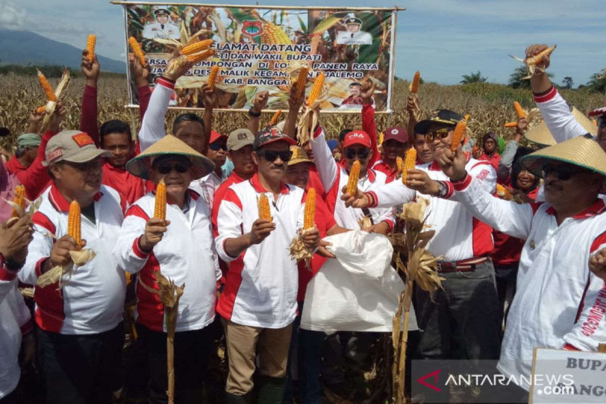 Bupati Banggai pimpinan panen raya 3.000 hektare jagung