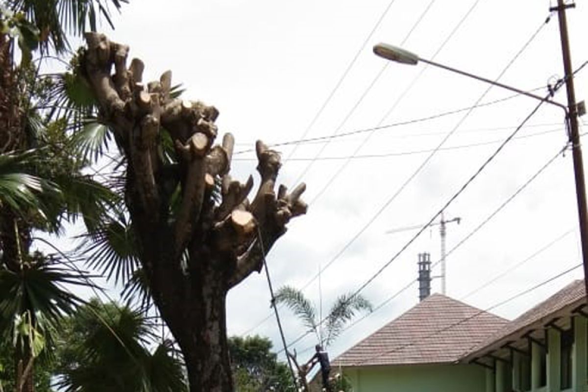 Penebangan pohon di dekat jaringan listrik