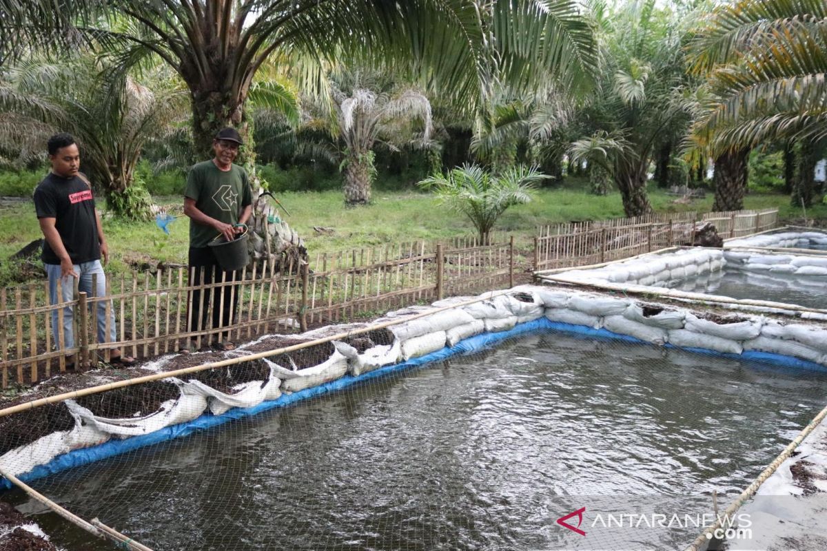 Warga Nagan Raya budidaya lele di perkebunan sawit