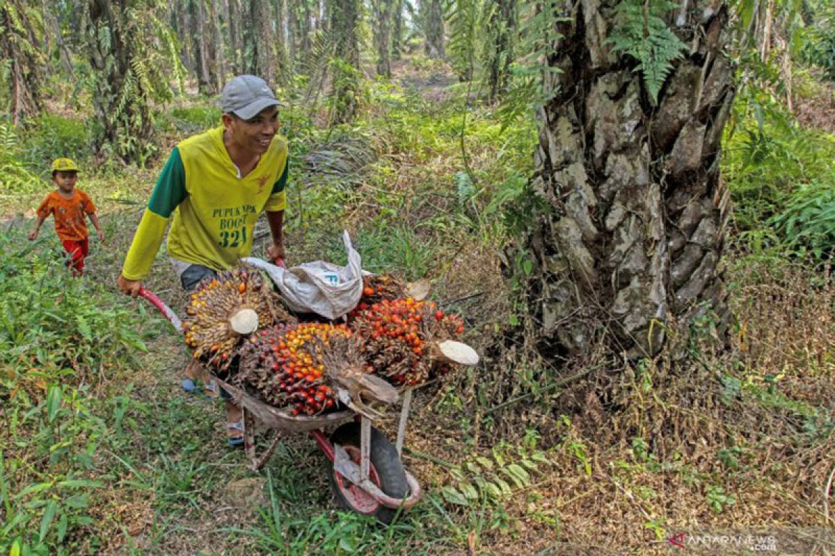 Harga tandan buah sawit Riau naik Rp2,69 per kilogram