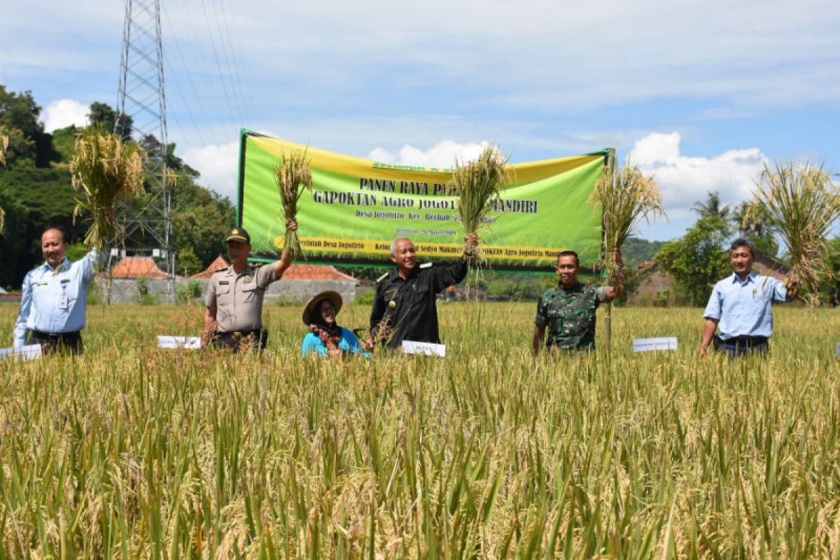 Bupati Sleman lakukan panen raya padi