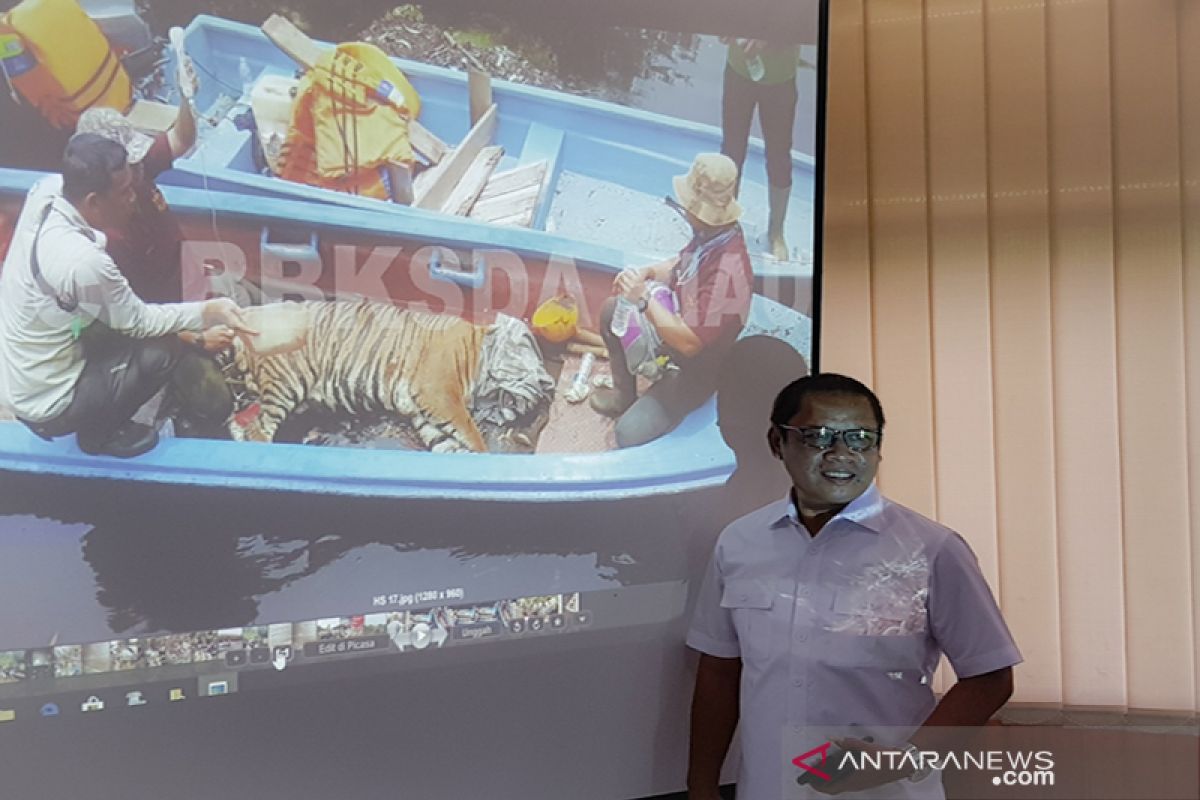 Kasihan, kaki Harimau Sumatera infeksi akibat jerat di Riau terancam diamputasi