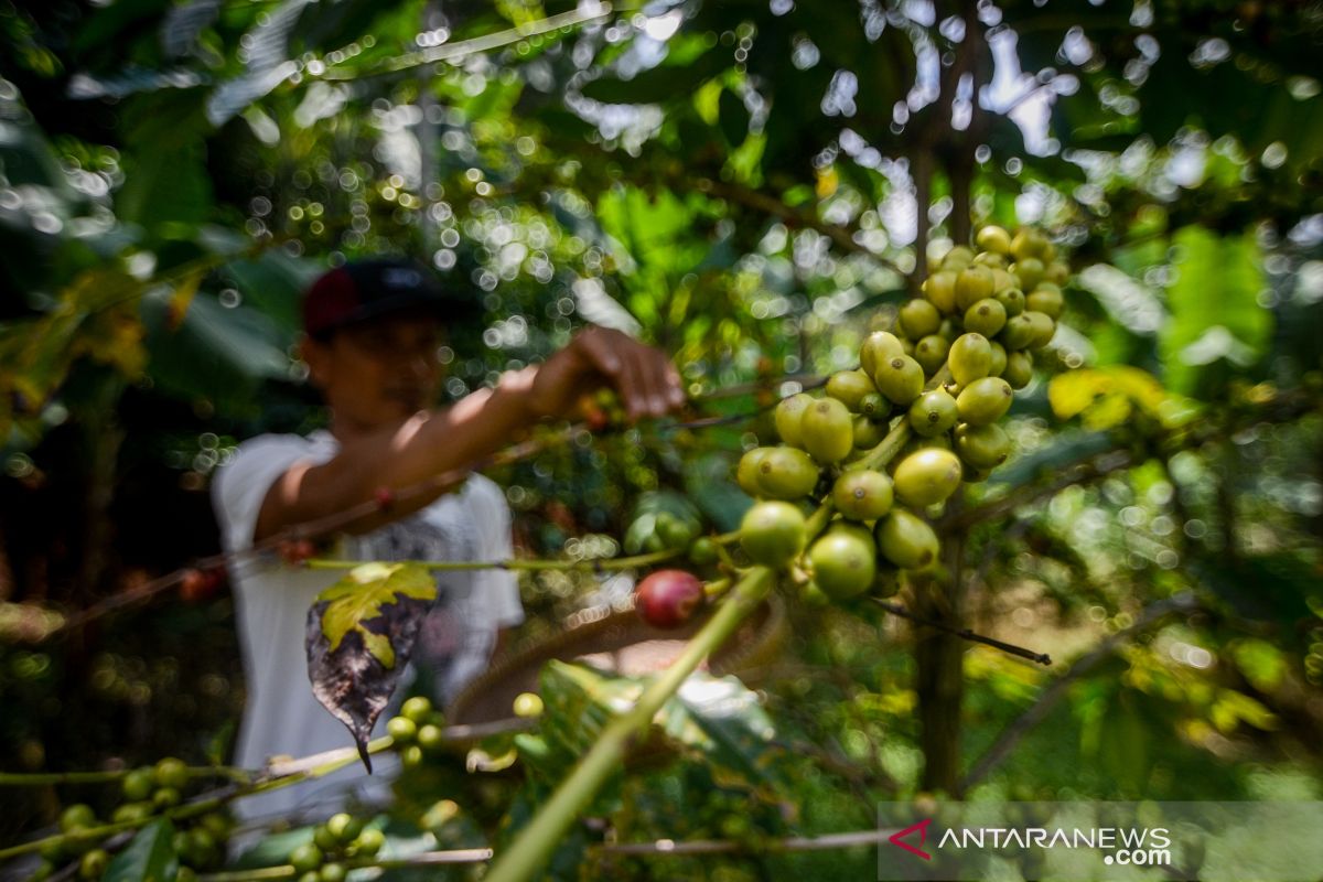 Produktivitas kopi di Indonesia rendah