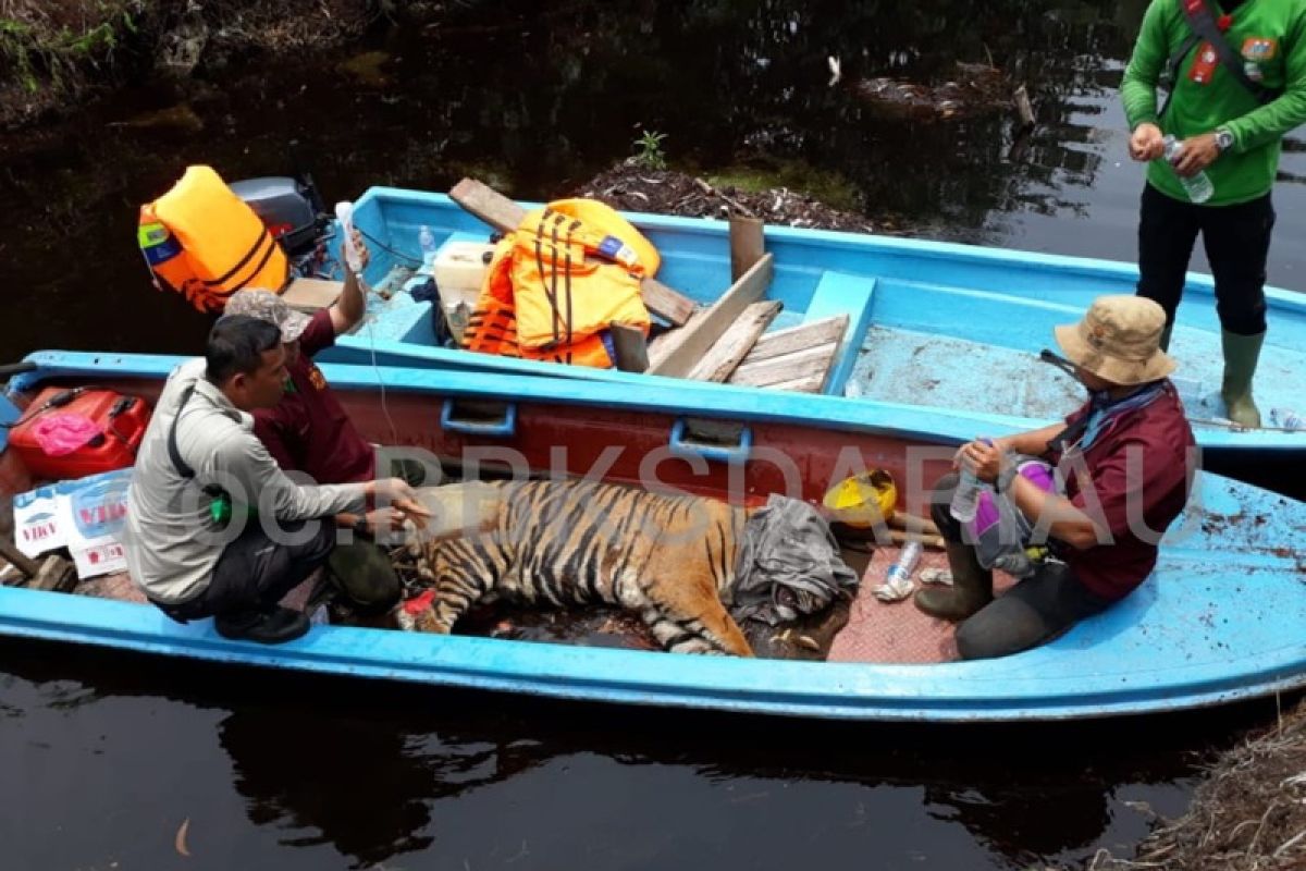 Vidio - Evakuasi harimau Sumatera terjerat pakai tandu dan perahu