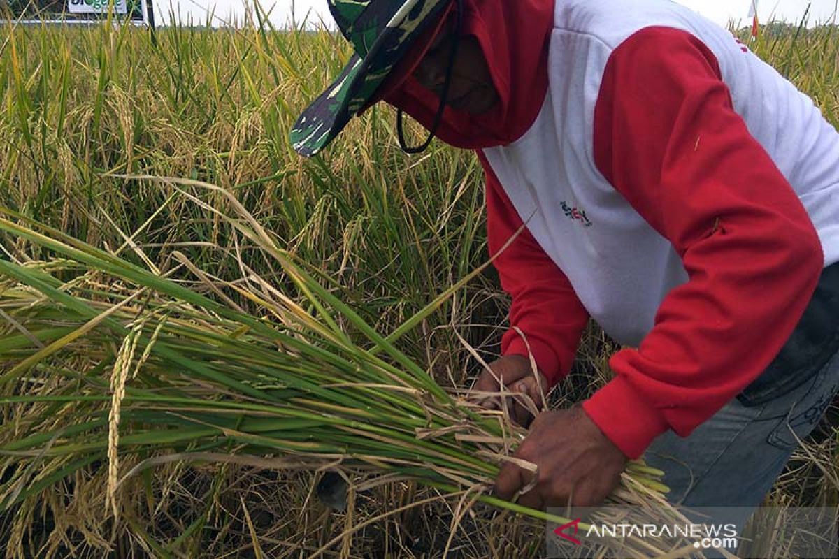 Harga gabah di tingkat petani Banyumas turun