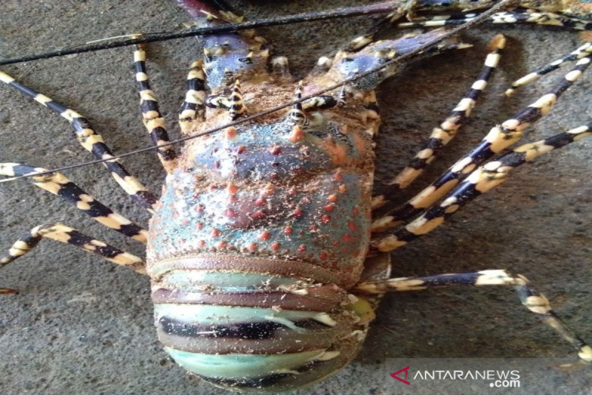 Lobster Mutiara muncul diperairan pantai selatan Gunung Kidul