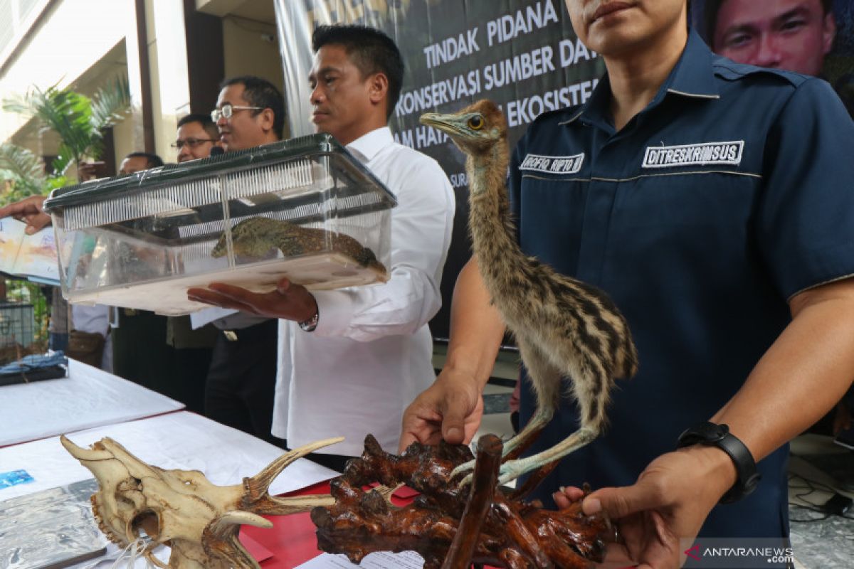 KLHK telusuri jejak perburuan liar Komodo