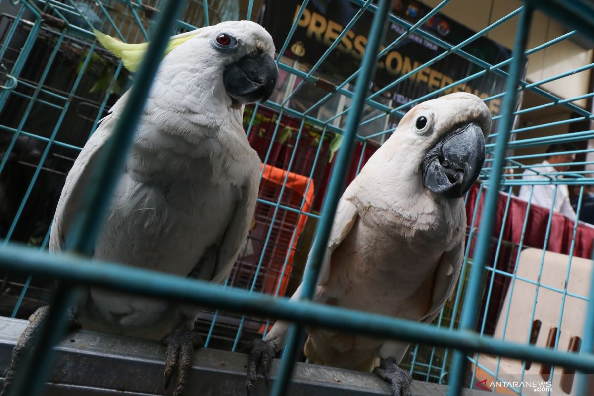 Polres Indragiri Hilir sita 141 burung kakatua ilegal