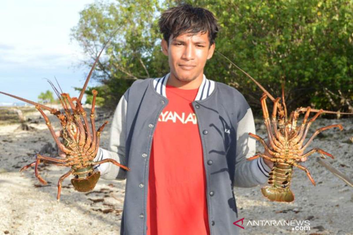 Desa Ceunamprong penghasil lobster di Aceh Jaya