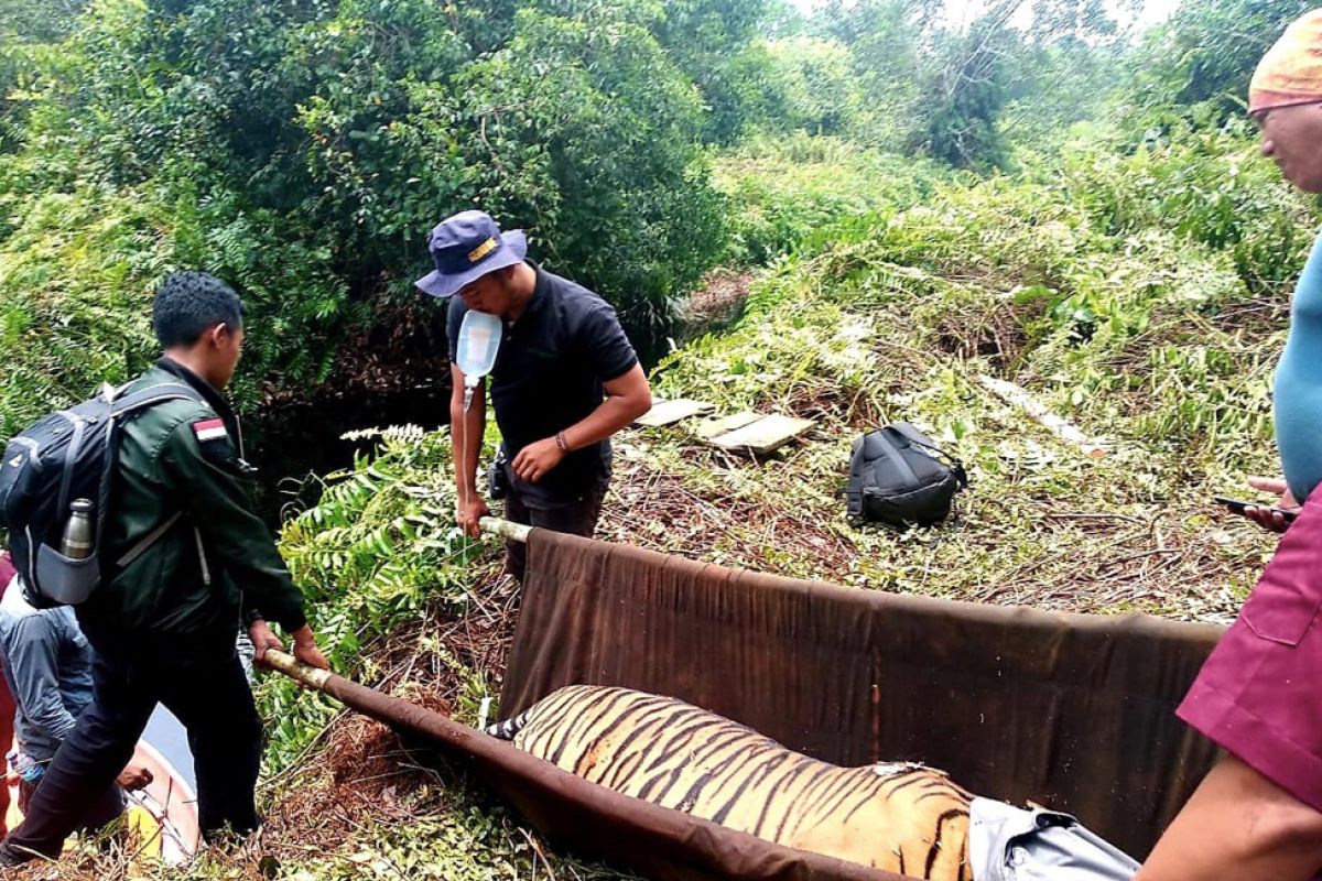 Indonesia menyusun 'SRAK' Harimau Sumatera