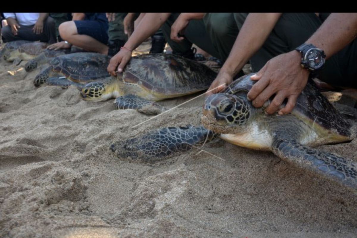 Sejumlah instansi komitmen lestarikan satwa liar di Bali