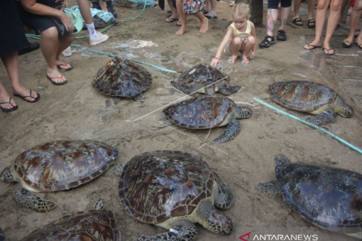 18 Penyu Hijau dilepasliarkan di Pantai Kuta