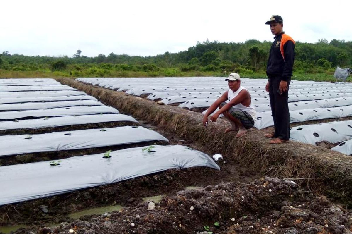 BUMDes di Barito Utara siap memasarkan buah melon