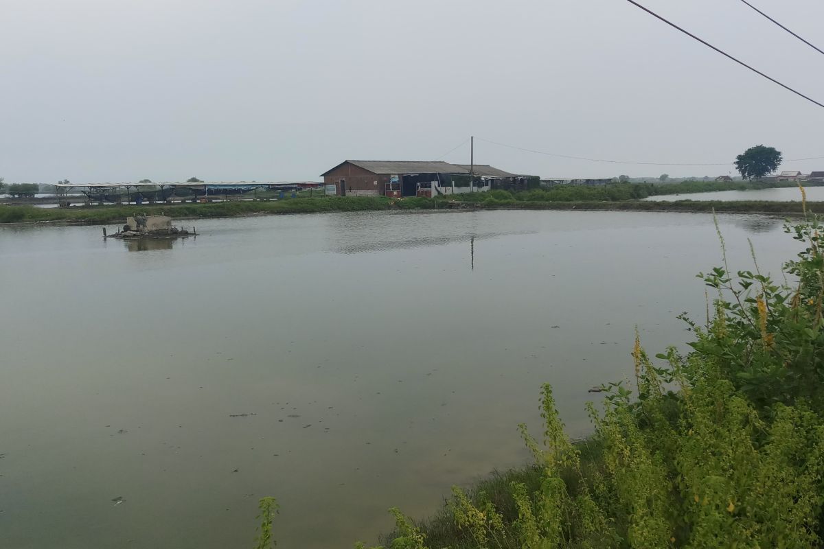 Air sungai penuh sampah, petani tambak Sidoarjo mengeluh