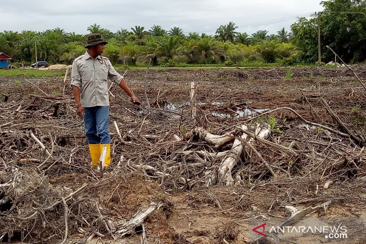 Sebagian hutan mangrove Agam beralih fungsi menjadi tambak