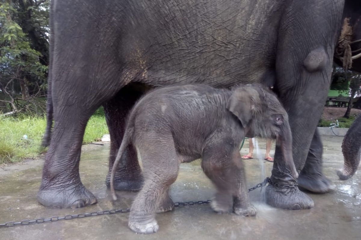 Selamat, Bunga melahirkan anak gajah jantan hari ini