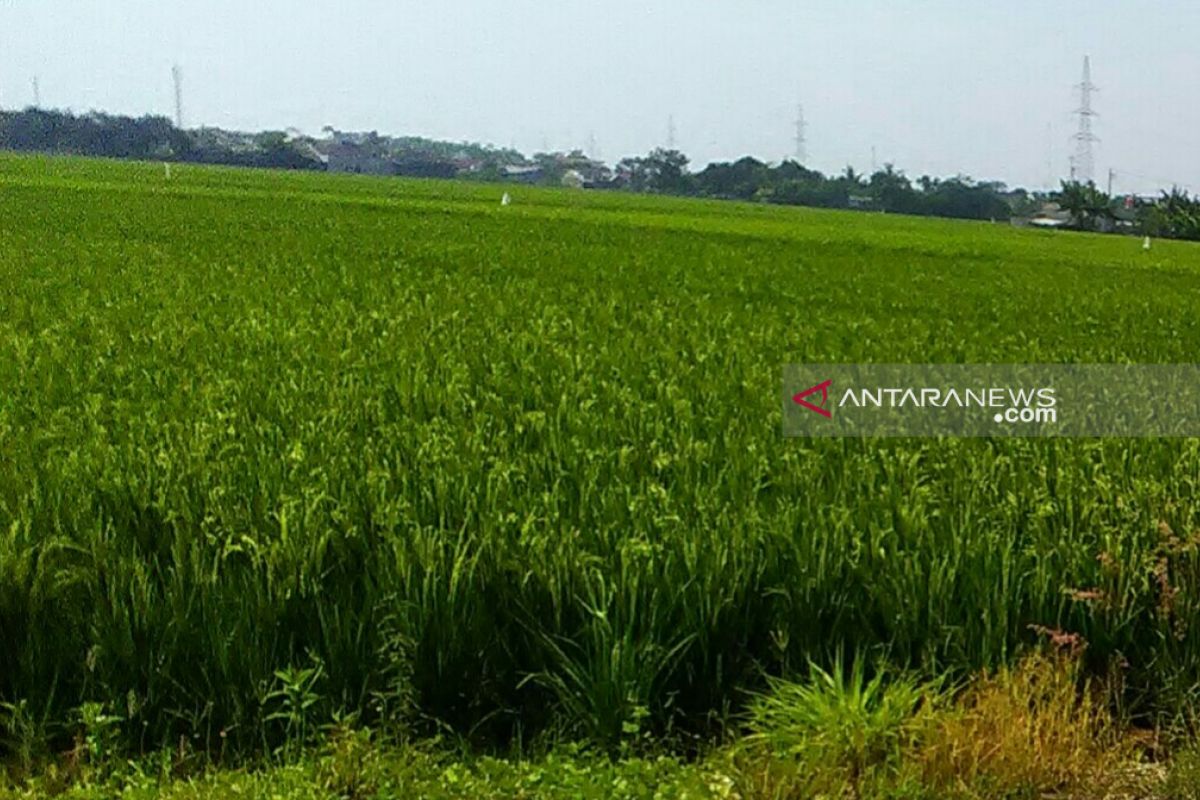 Harga gabah di Karawang cukup bagus, capai Rp4.200 per kg