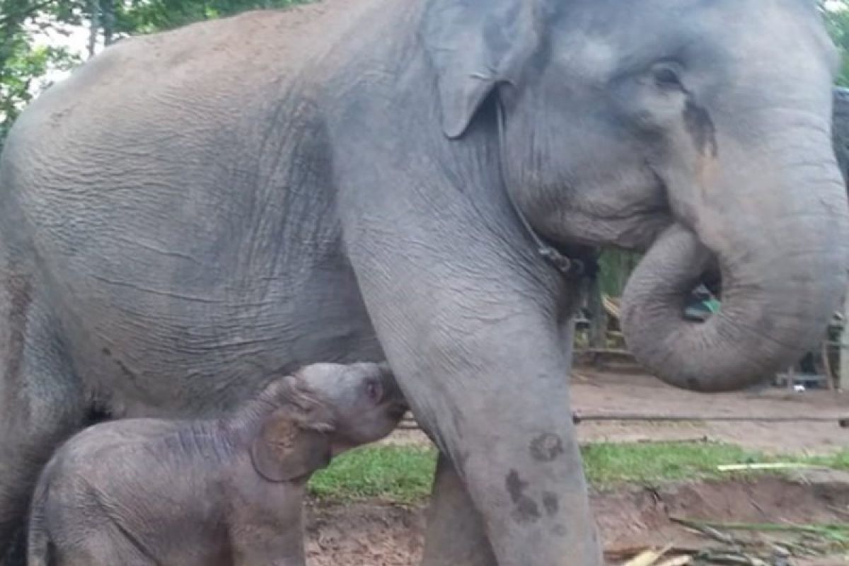 Bunga, induk gajah di Taman Nasional Way Kambas melahirkan seekor bayi jantan