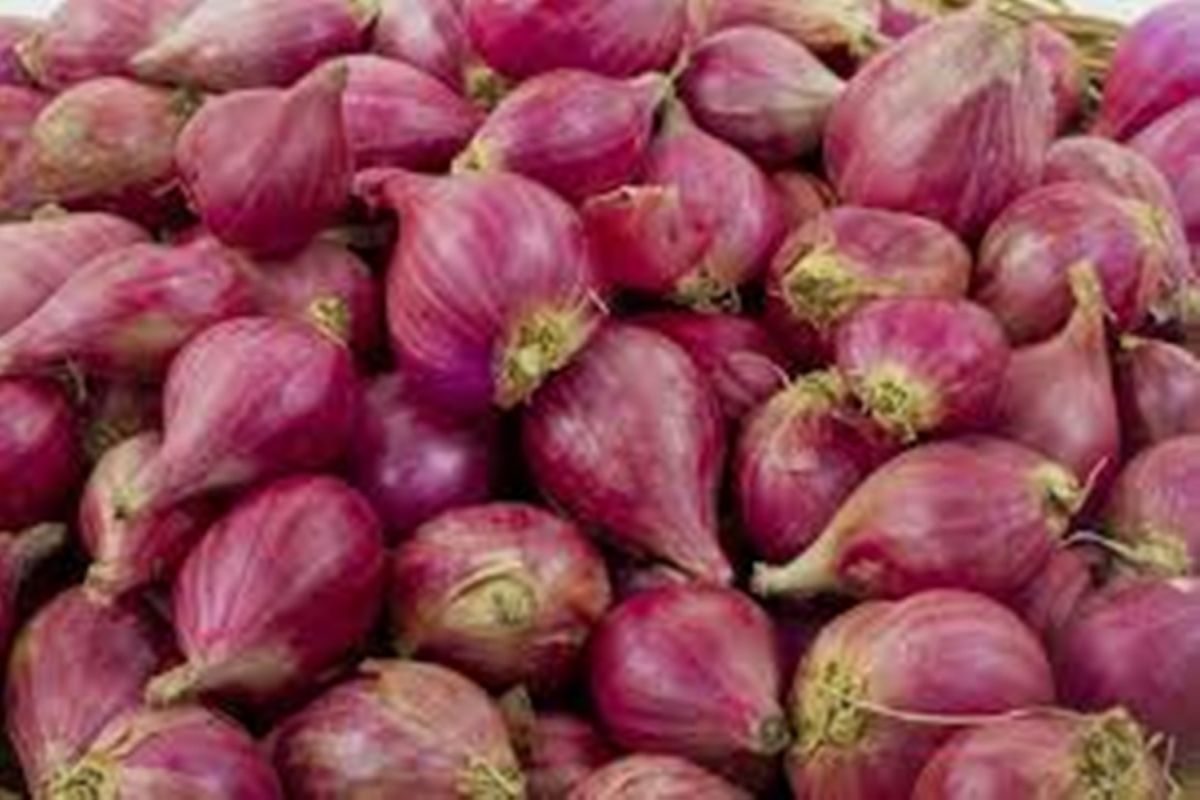 Petani Bawang Merah Keluhkan Harga Bibit Yang Mahal