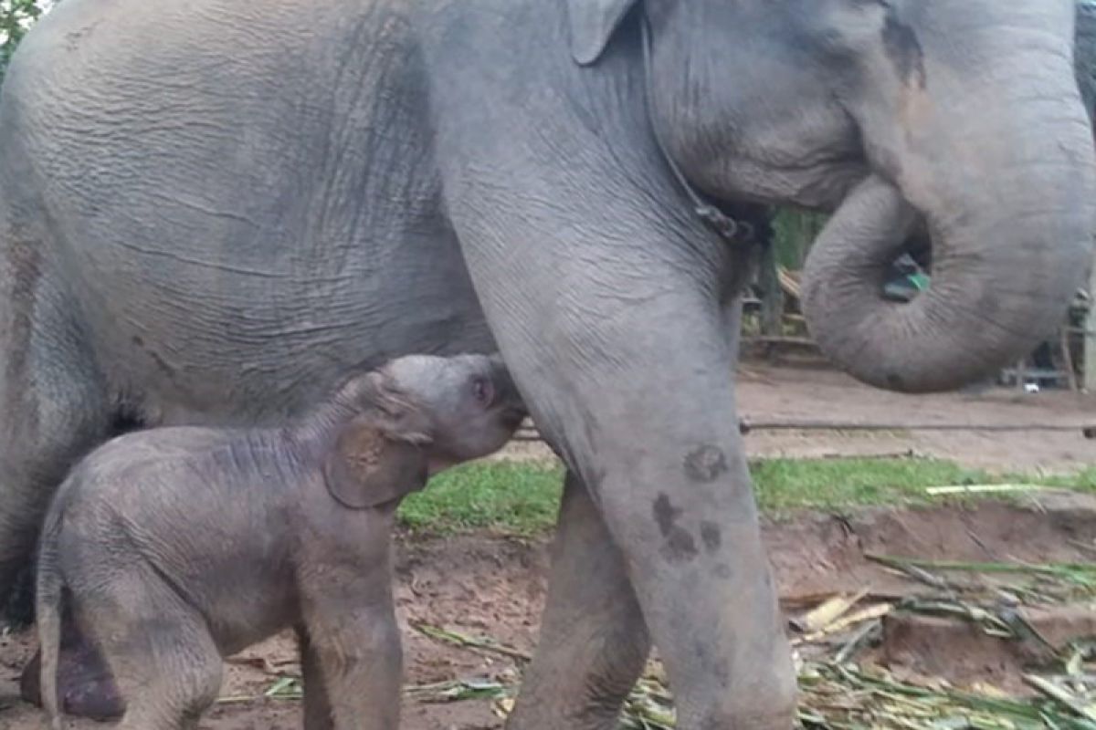 Bayi gajah jantan kembali lahir di Taman Nasional Way Kambas