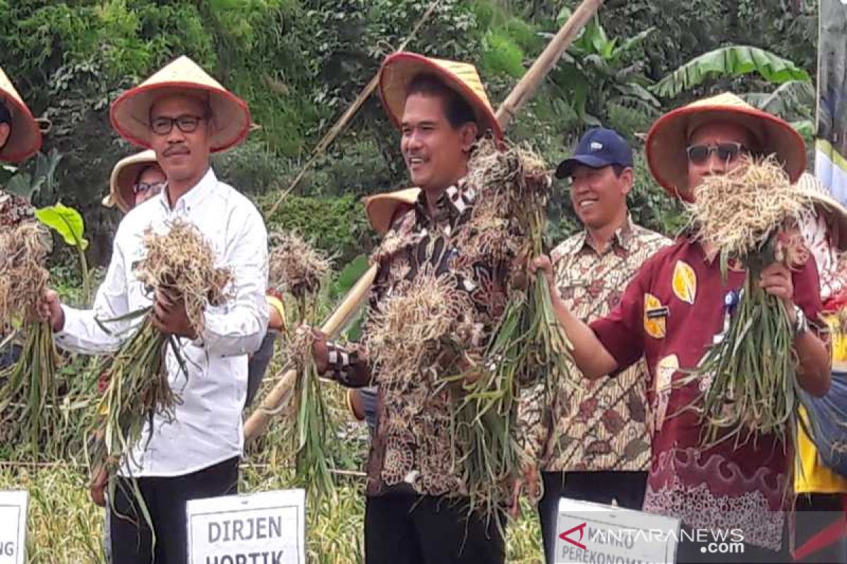 Temanggung panen raya bawang putih