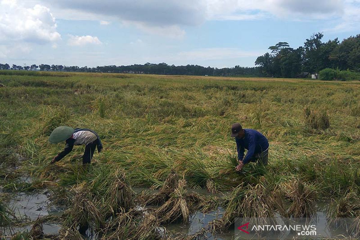 Petani Cilacap panen dini karena tanaman padi roboh