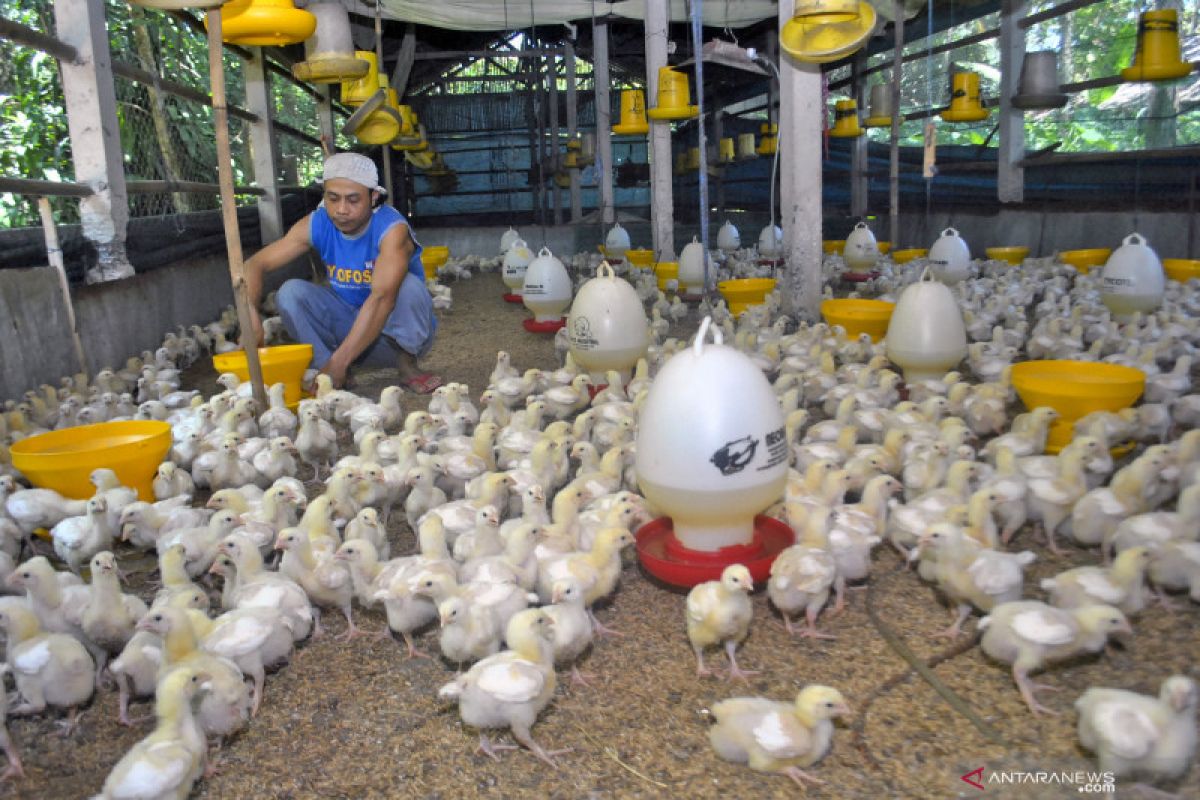 Harga jatuh ayam ras jatuh, Kementan gandeng organisasi peternak