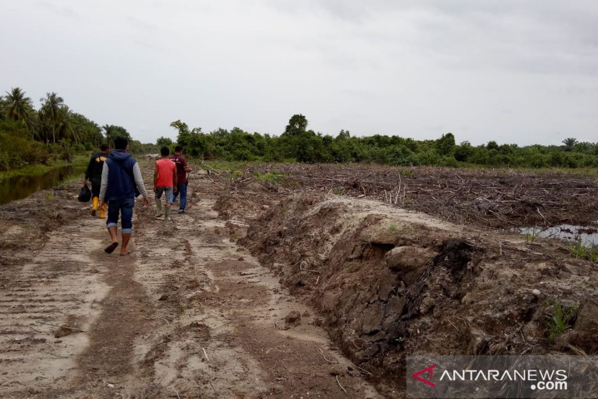Agam hentikan aktivitas pembukaan tambak udang di hutan mangrove