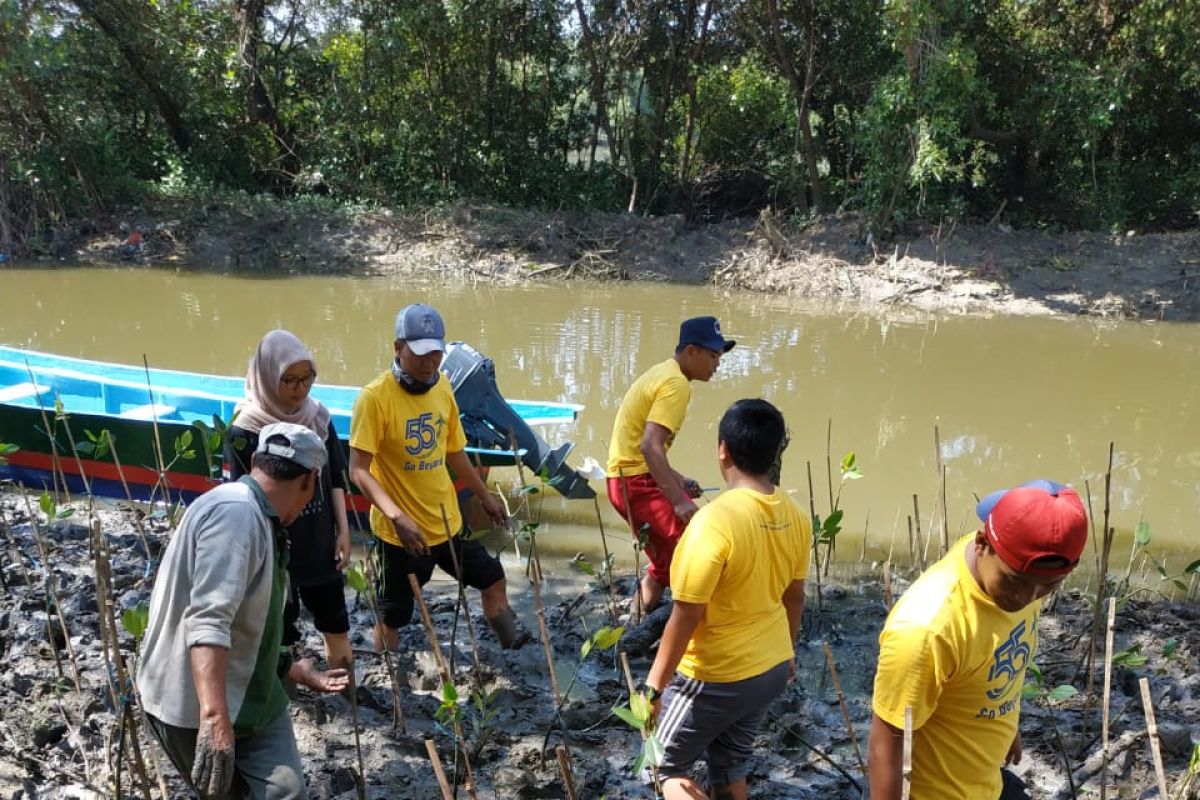 Bantu cegah abrasi, pegawai Bandara Juanda tanam 555 bibit pohon bakau