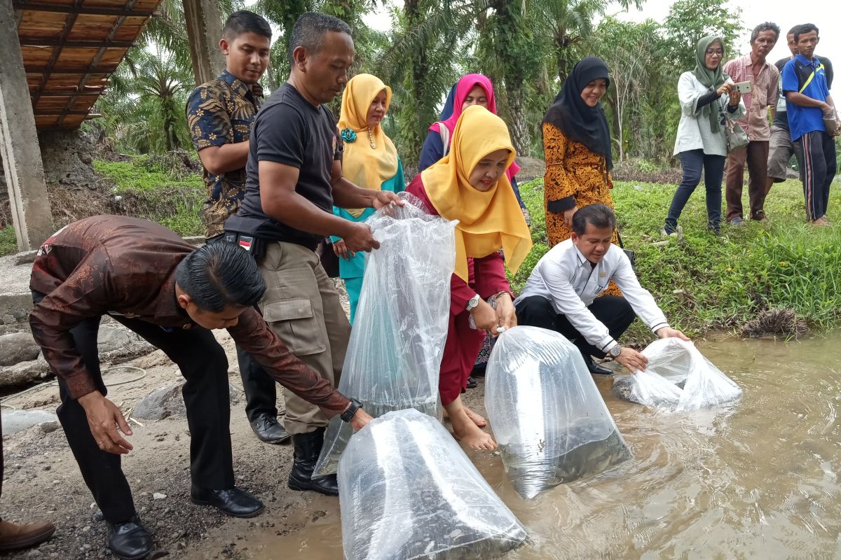 16 ribu bibit ikan garing ditebar di dua lubuk larangan Agam-Sumbar