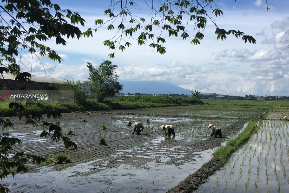 Petani Kabupaten Malang mulai tanam padi