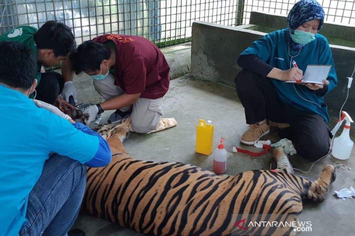 Harimau Sumatra yang ditemukan terjerat akhirnya mati