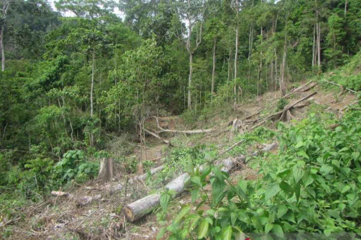 Apusan forest's illegal logging is death warrant for rare animals