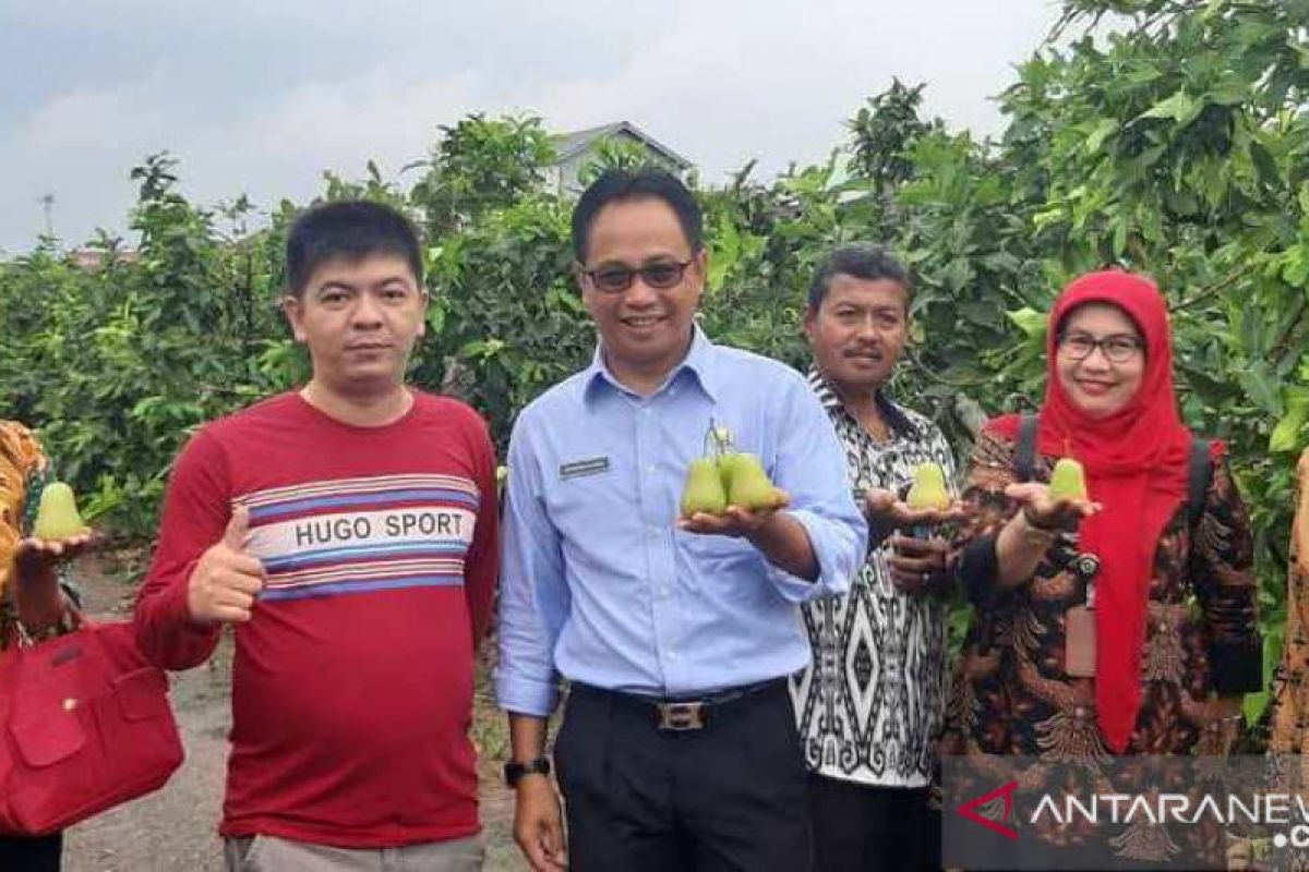 Petani Kubu Raya kembangkan buah jambu air 