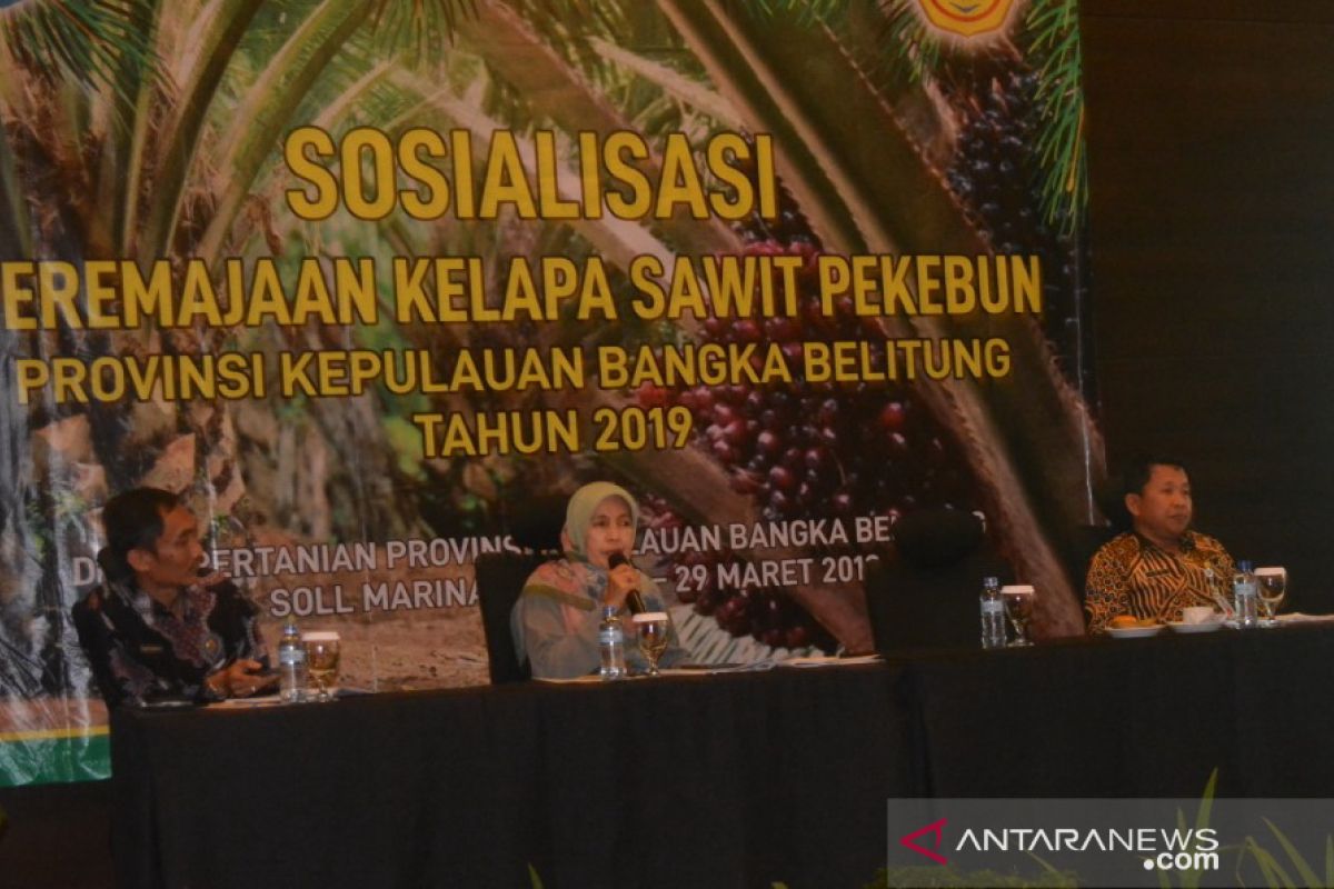 Pemprov Babel remajakan 3.348 hektare sawit petani