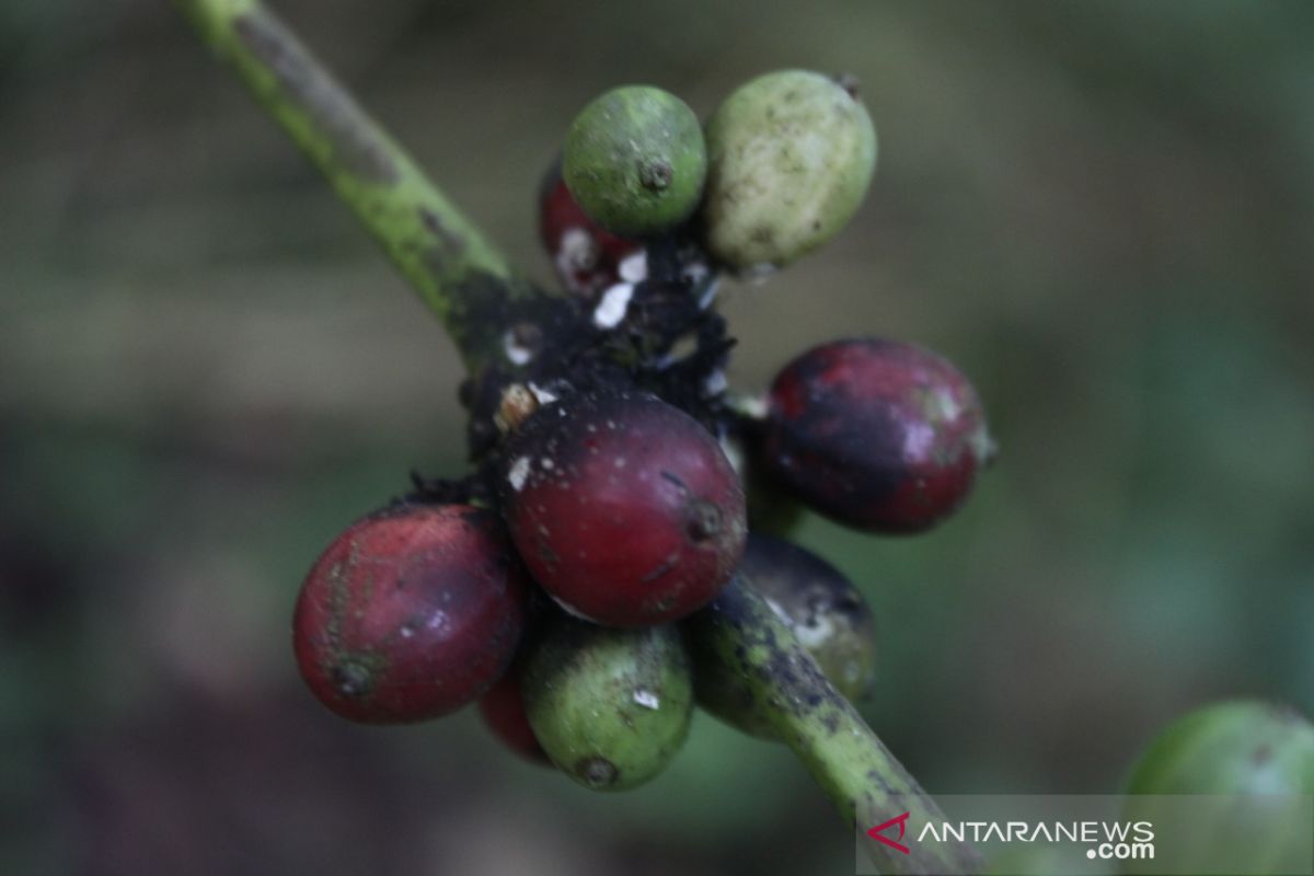 Badan kopi global luncurkan langkah-langkah atasi dampak harga rendah