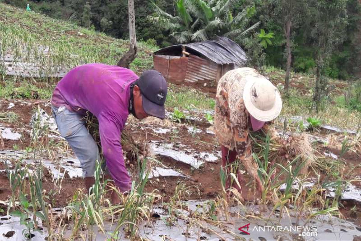 Tanaman bawang putih lereng Sumbing rusak karena cuaca ekstrem