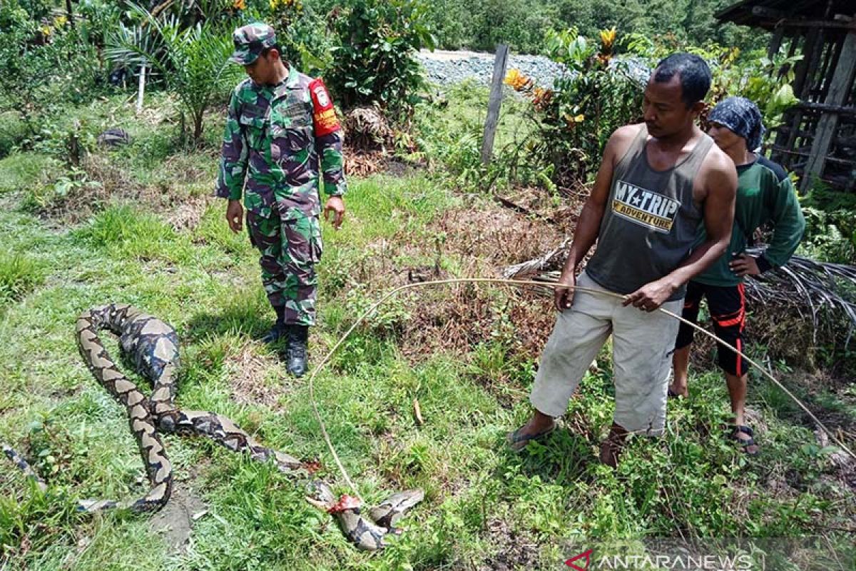 Ular piton mangsa tiga ekor ternak kambing warga Sikundo