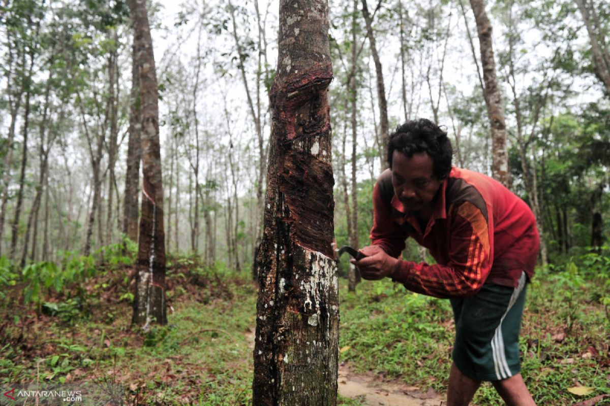 Harga jual getah karet petani Mukomuko bertahan tinggi