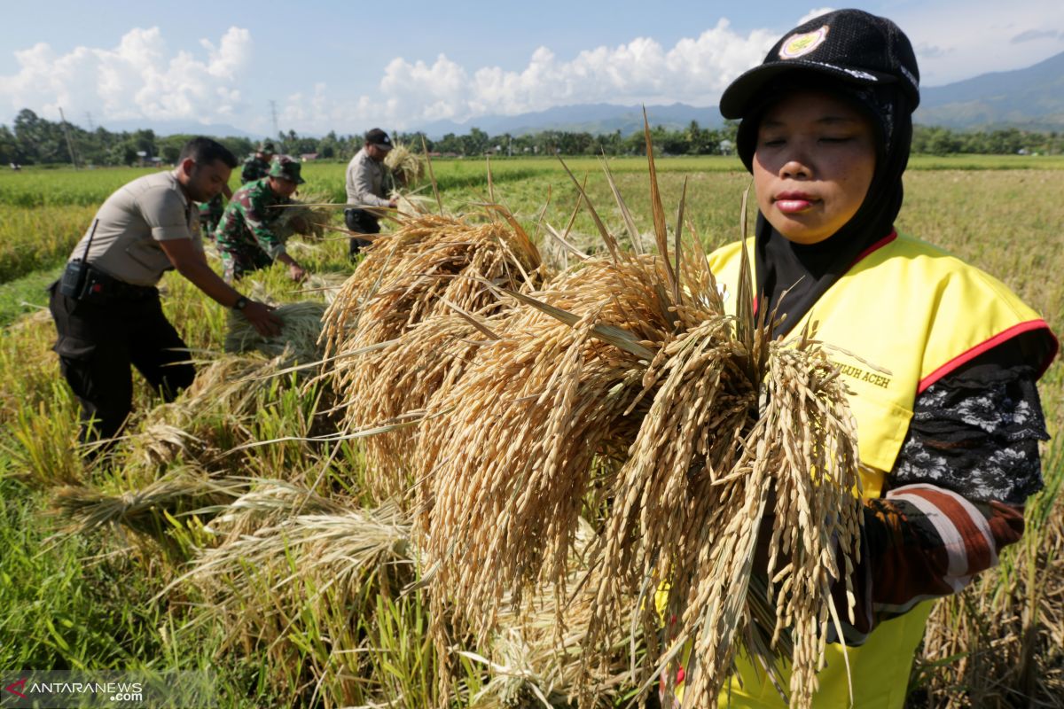 Kementerian Pertanian siapkan bibit padi unggul hadapi kekeringan