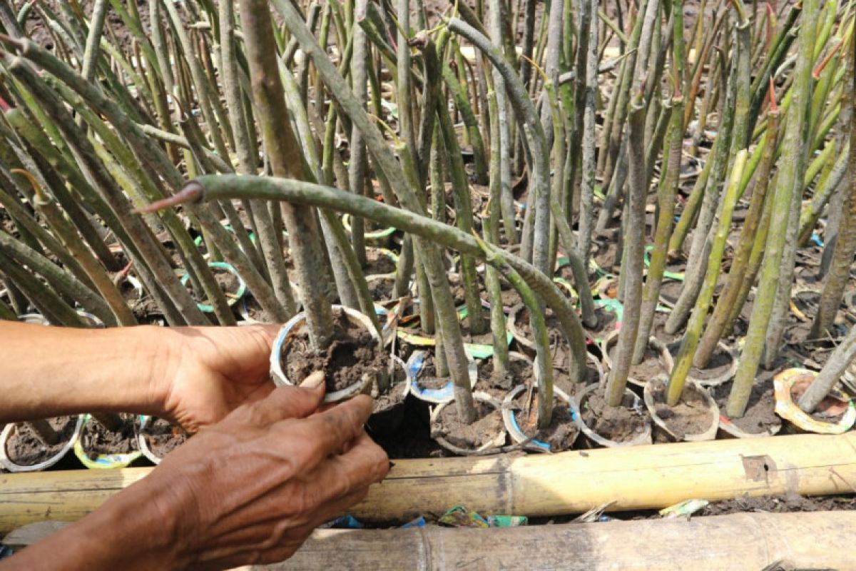 Merawat mangrove, menjaga pesisir